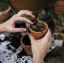 Jardinagem: Primeiros Passos para Começar