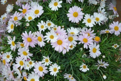 Plantas para Jardim – Confira Dicas de Espécies