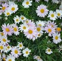 Plantas para Jardim – Confira Dicas de Espécies