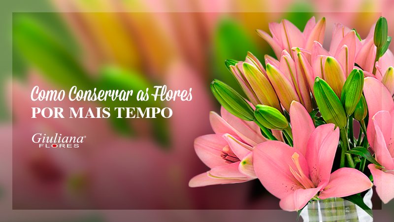 Mês do Leitor – Saiba Conservar as Flores por mais Tempo