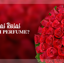 Mês do Leitor – Por que as Rosas Exalam Perfume?