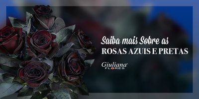 Saiba mais Sobre as Rosas Azuis e Pretas