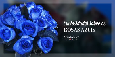 Mês do Leitor – Curiosidades Sobre as Rosas Azuis