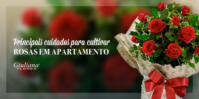 Confira Quais são os Principais Cuidados para Cultivar Rosas em Apartamento