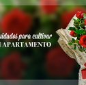 Confira Quais são os Principais Cuidados para Cultivar Rosas em Apartamento
