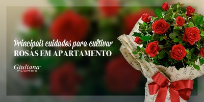 Confira Quais são os Principais Cuidados para Cultivar Rosas em Apartamento