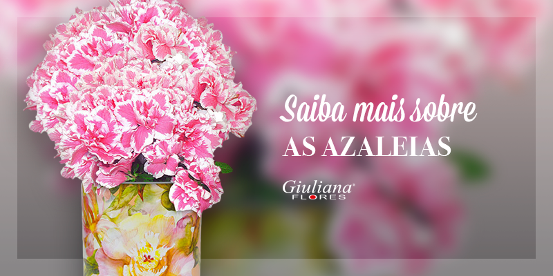 Saiba mais sobre as Azaleias