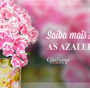 Saiba mais sobre as Azaleias