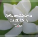 Mês do Leitor: Saiba Mais Sobre a Gardênia