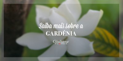 Mês do Leitor: Saiba Mais Sobre a Gardênia