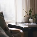 Quais Plantas Podemos ter Dentro de Casa?