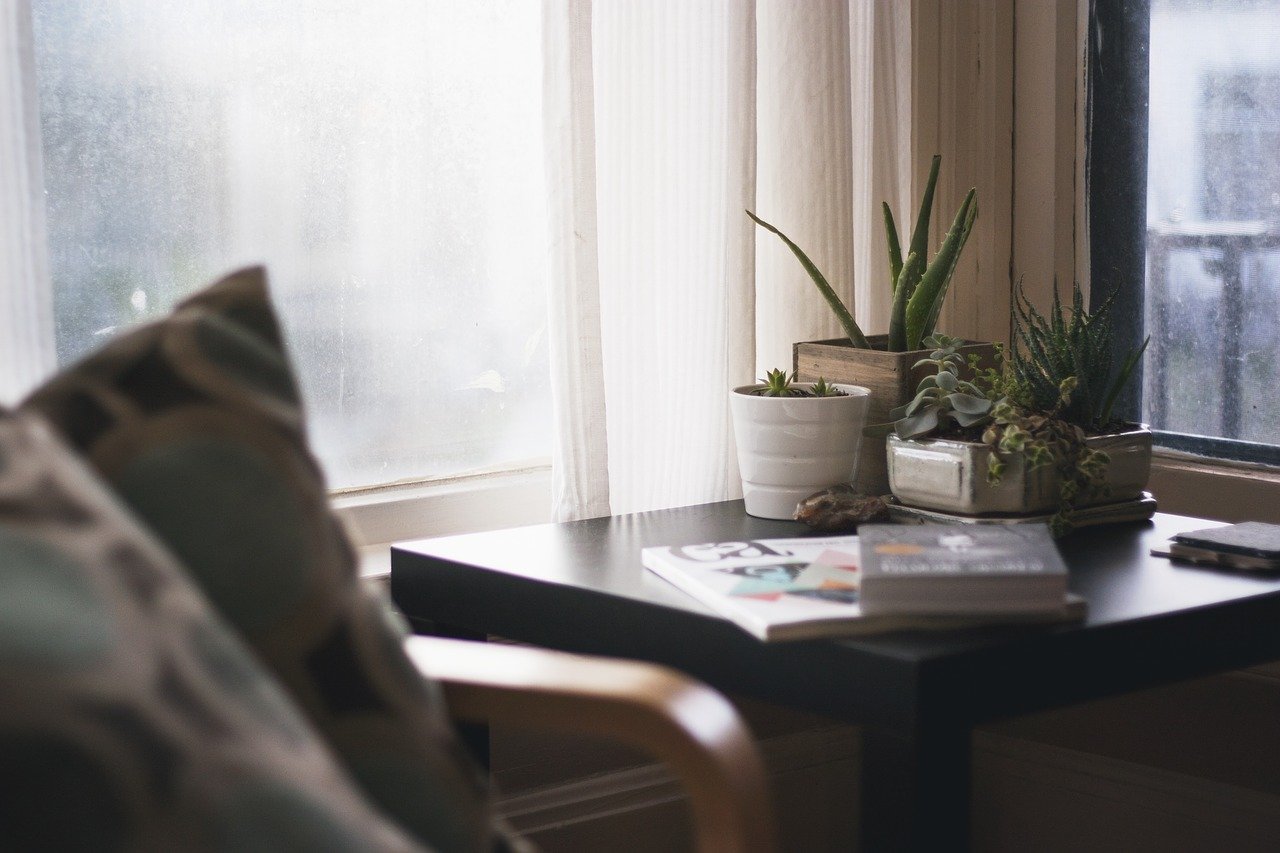 Quais Plantas Podemos ter Dentro de Casa?
