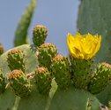Cacto Com Flores – Como Deixá-los Lindos?