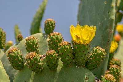 Cacto Com Flores – Como Deixá-los Lindos?