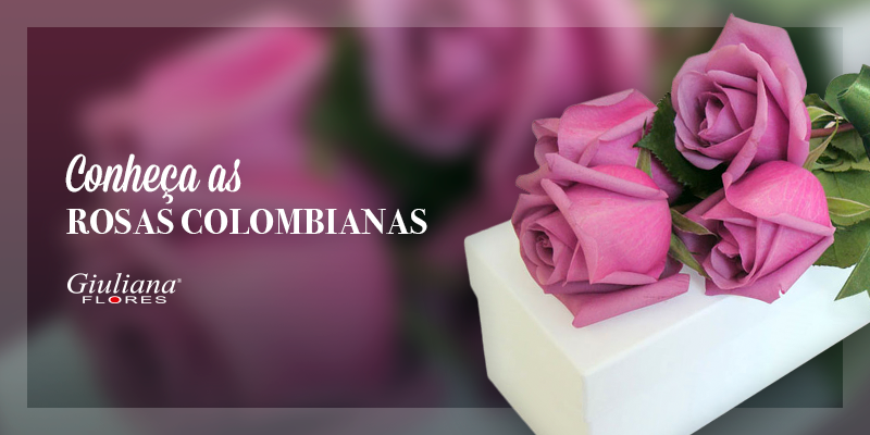 Conheça a Rainha das Flores: As Rosas Colombianas