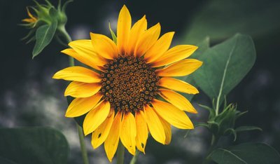 Saiba como plantar girassol em casa
