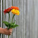 Pedido de Desculpas – Envie Lindas Flores de Presente!