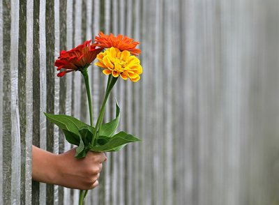 Pedido de Desculpas – Envie Lindas Flores de Presente!