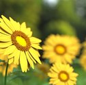 Arranjo de Flores do Campo — Como Montar?