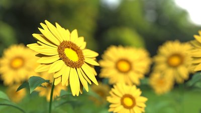 Arranjo de Flores do Campo — Como Montar?