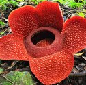 Conheça as Flores Mais Raras do Mundo