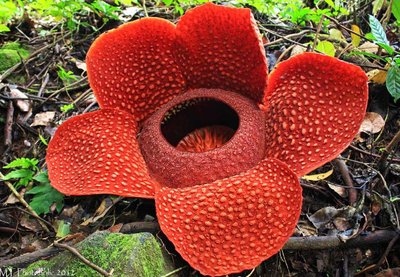 Conheça as Flores Mais Raras do Mundo