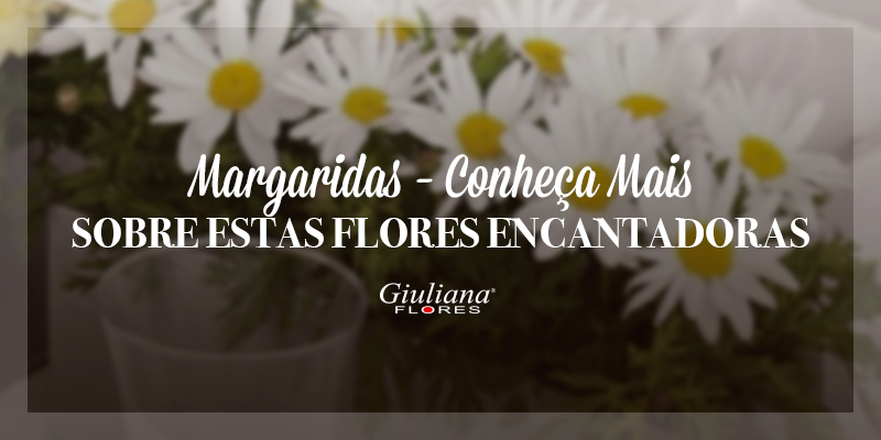 Margaridas – Conheça Mais Sobre Estas Flores Encantadoras