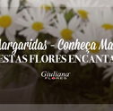 Margaridas – Conheça Mais Sobre Estas Flores Encantadoras