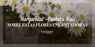Margaridas – Conheça Mais Sobre Estas Flores Encantadoras
