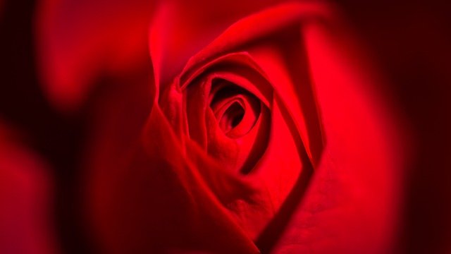 Rosas Colombianas — Presenteie com Buquês