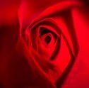 Rosas Colombianas — Presenteie com Buquês
