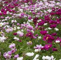 Saiba como Cultivar Flores do Campo