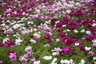 Saiba como Cultivar Flores do Campo