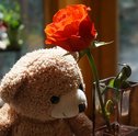 Presentes para Mulher – Escolha flores e urso de pelúcia