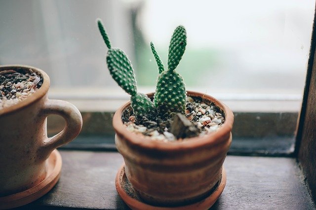 Replantar Cactos- Conheça as Técnicas!