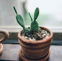 Replantar Cactos- Conheça as Técnicas!