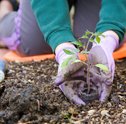 Jardim Sustentável – Saiba como Colocar essa Ideia em Prática
