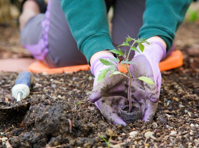 Jardim Sustentável – Saiba como Colocar essa Ideia em Prática