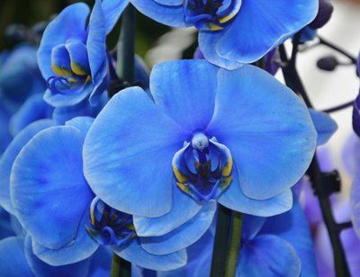 Você Conhece a Orquídea Azul? Saiba o que Essa Exótica Flor Representa
