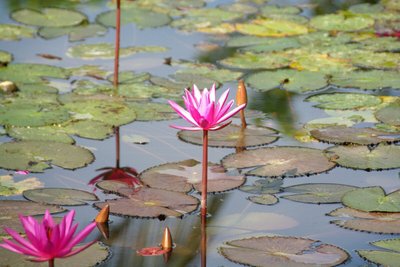 Blog da Giu |Conheça as principais plantas aquáticas