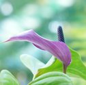 Plantas de Sombra: Quais são e Como Cultivá-las
