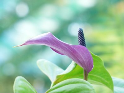 Plantas de Sombra: Quais são e Como Cultivá-las