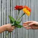Confira Dicas para Evitar Gafes ao Presentear com Flores