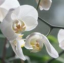 Aprenda a replantar orquídeas