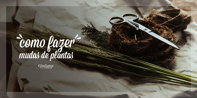 Fazer Mudas De Plantas – Aprenda Como Fazer