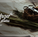 Fazer Mudas De Plantas – Aprenda Como Fazer