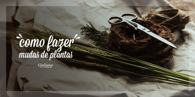 Fazer Mudas De Plantas – Aprenda Como Fazer