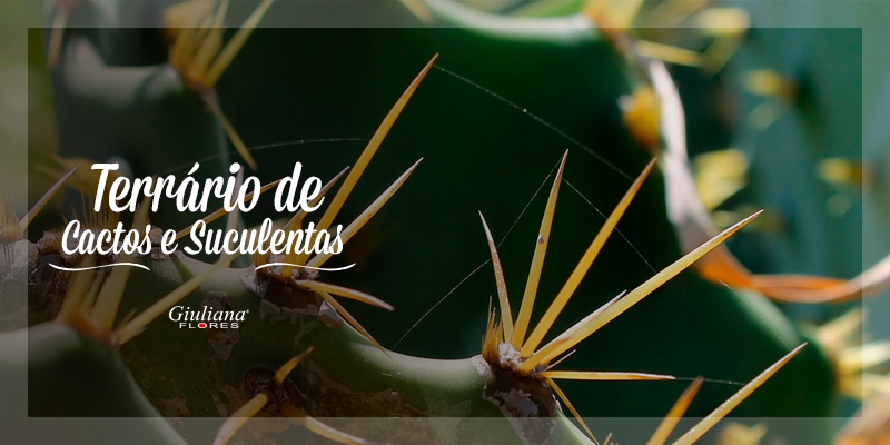 Confira Dicas para Montar seu Terrário de Cactos e Suculentas