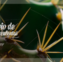 Confira Dicas para Montar seu Terrário de Cactos e Suculentas
