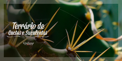 Confira Dicas para Montar seu Terrário de Cactos e Suculentas